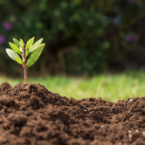 آزمایش خاک: گامی کلیدی برای تشخیص نیازهای تغذیه ای گیاهان شما